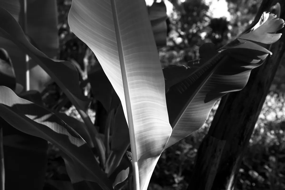 Fracture (i) Kirinyaga Gallery Image 22
