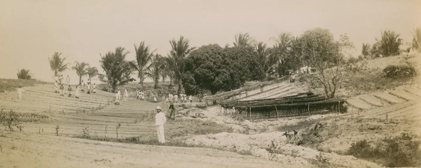 Kaspale’s Archive Intrusion / The Plantation